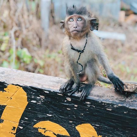 猿猴简易别墅 Ko Lanta 外观 照片