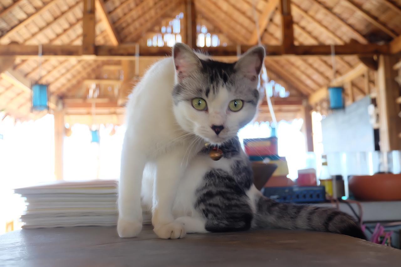 猿猴简易别墅 Ko Lanta 外观 照片